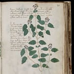 Manuscrito Voynich